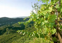 Valdobbiadene (terra di prosecco)