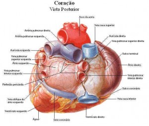 IL   CUORE