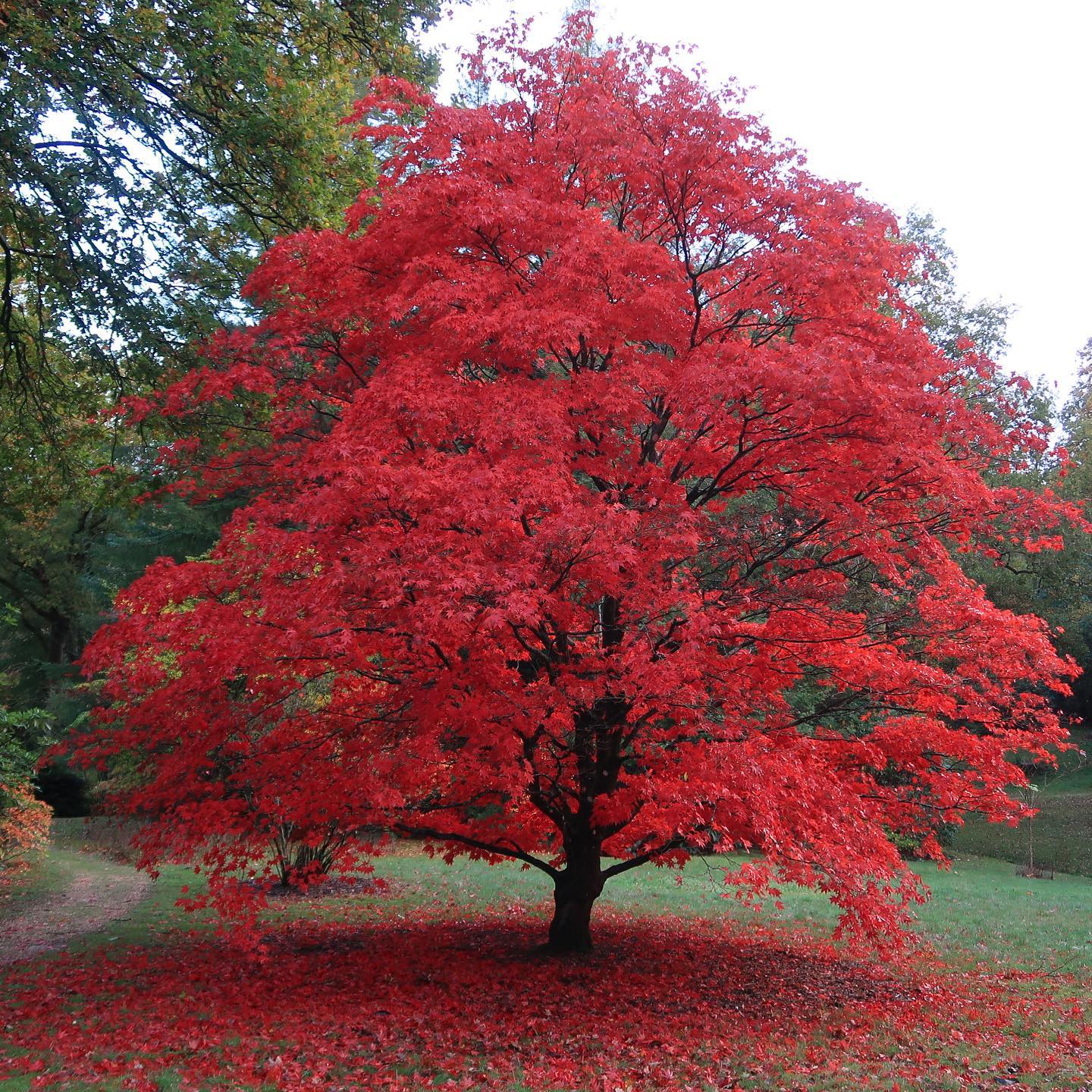 POETA   E'   UN   ALBERO   ROSSO