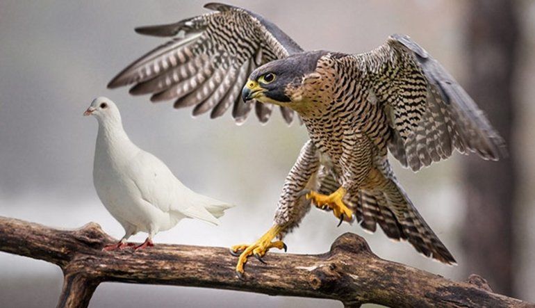 L’ ANIMA   UN  FALCO   O   UNA   COLOMBA